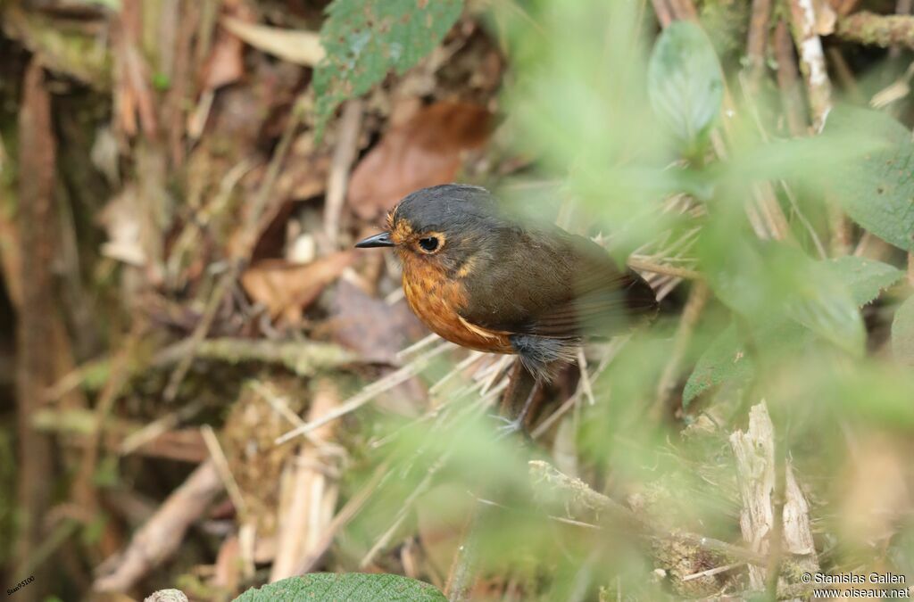 Slaty-crowned Antpittaadult