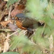 Slaty-crowned Antpitta