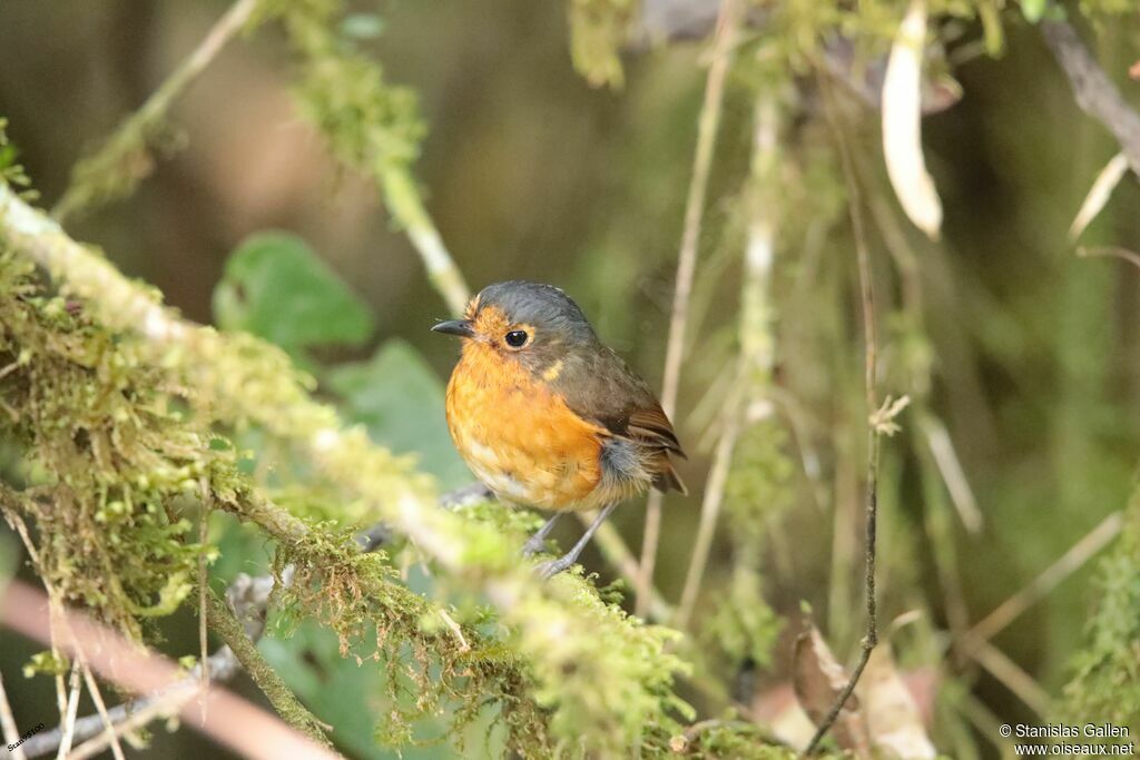 Slaty-crowned Antpittaadult