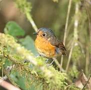 Slaty-crowned Antpitta