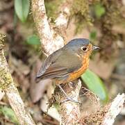 Slaty-crowned Antpitta