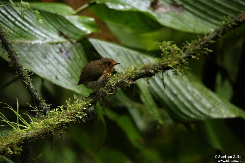 Ochre-breasted Antpittaadult