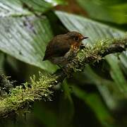 Ochre-breasted Antpitta