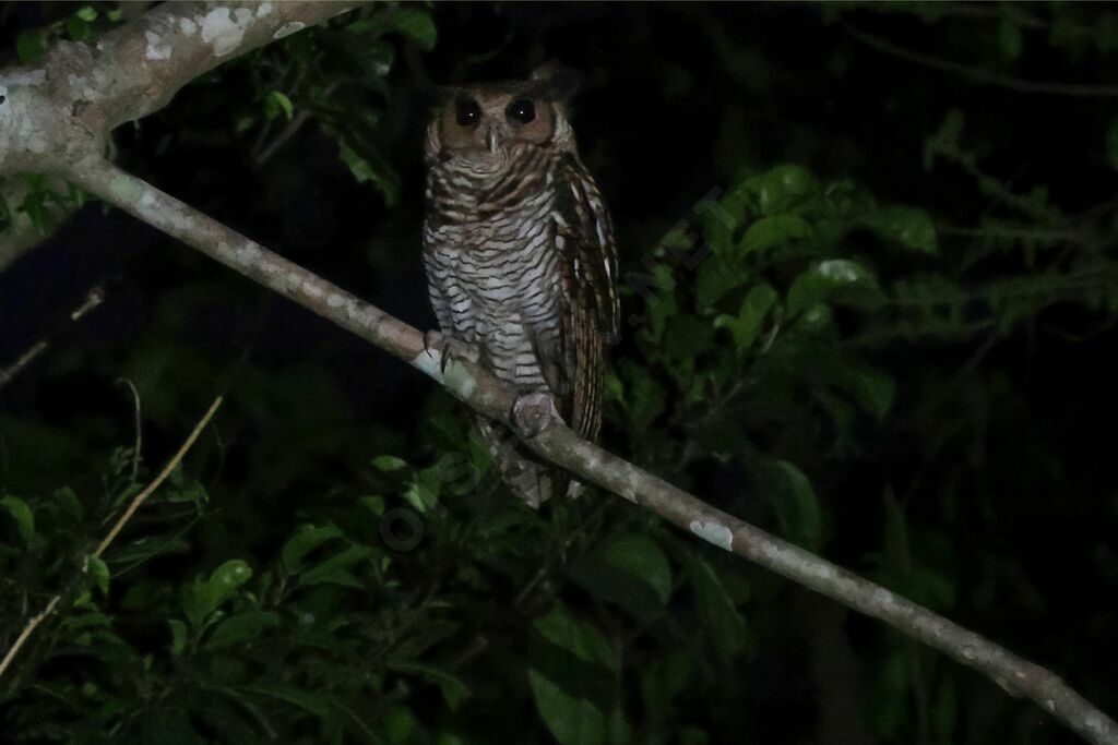 Fraser's Eagle-Owl male adult