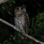 Fraser's Eagle-Owl