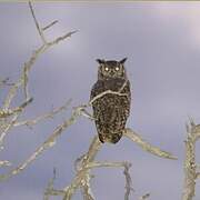 Spotted Eagle-Owl