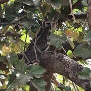 Verreaux's Eagle-Owl