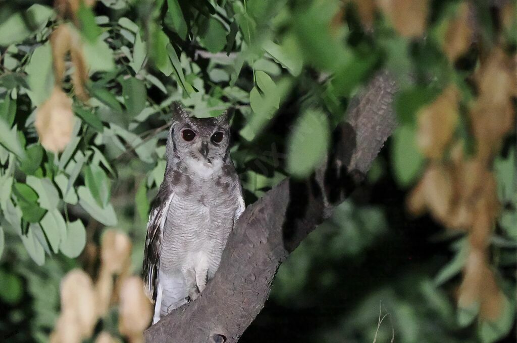 Greyish Eagle-Owl male adult, courting display