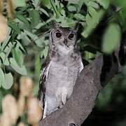 Greyish Eagle-Owl