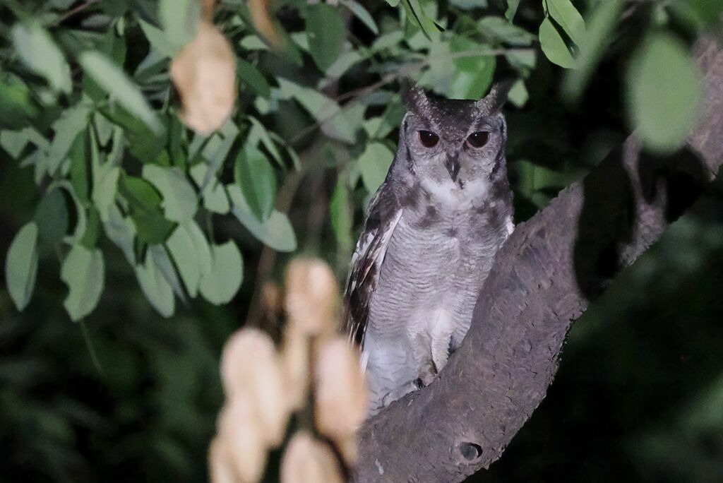 Greyish Eagle-Owl male adult breeding, courting display