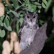 Greyish Eagle-Owl