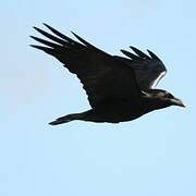 Northern Raven