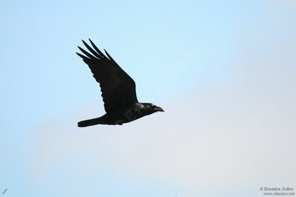 Northern Ravenadult breeding