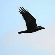 Northern Raven