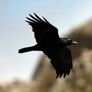 Northern Raven