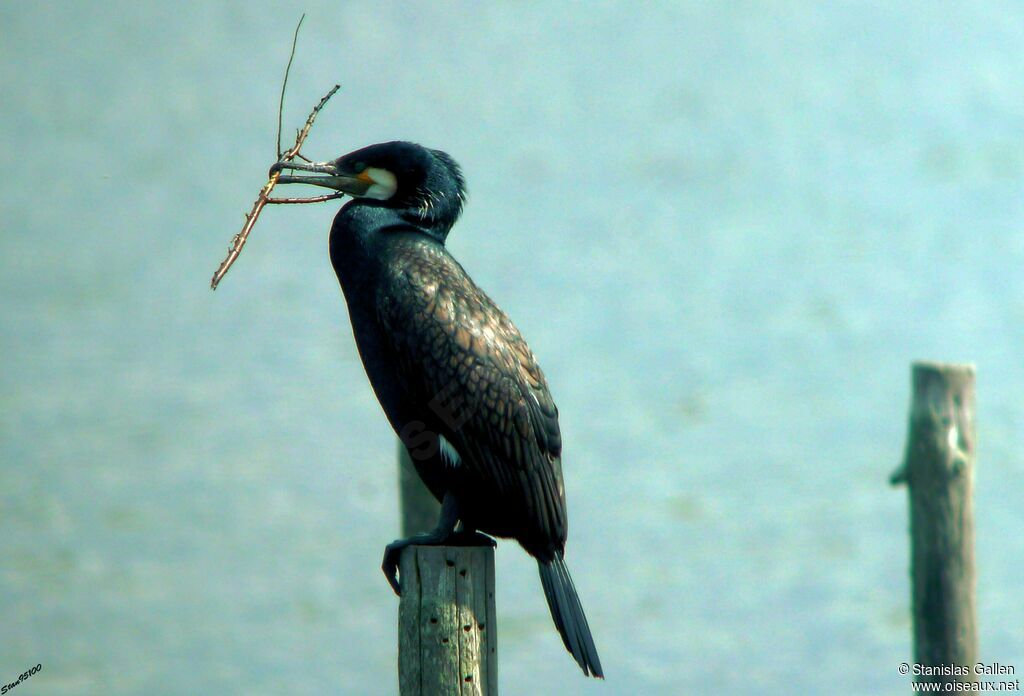 Great Cormorantadult transition, Reproduction-nesting