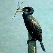 Great Cormorant