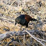 Greater Coucal