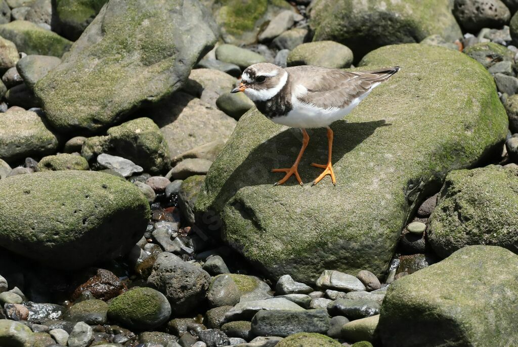 Common Ringed Ploveradult transition