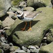 Common Ringed Plover