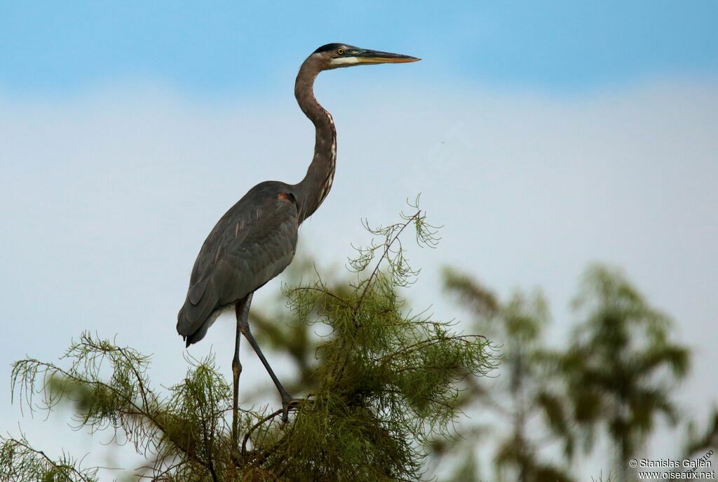 Great Blue Heronadult