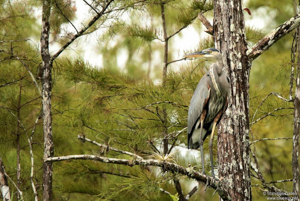 Great Blue Heronadult