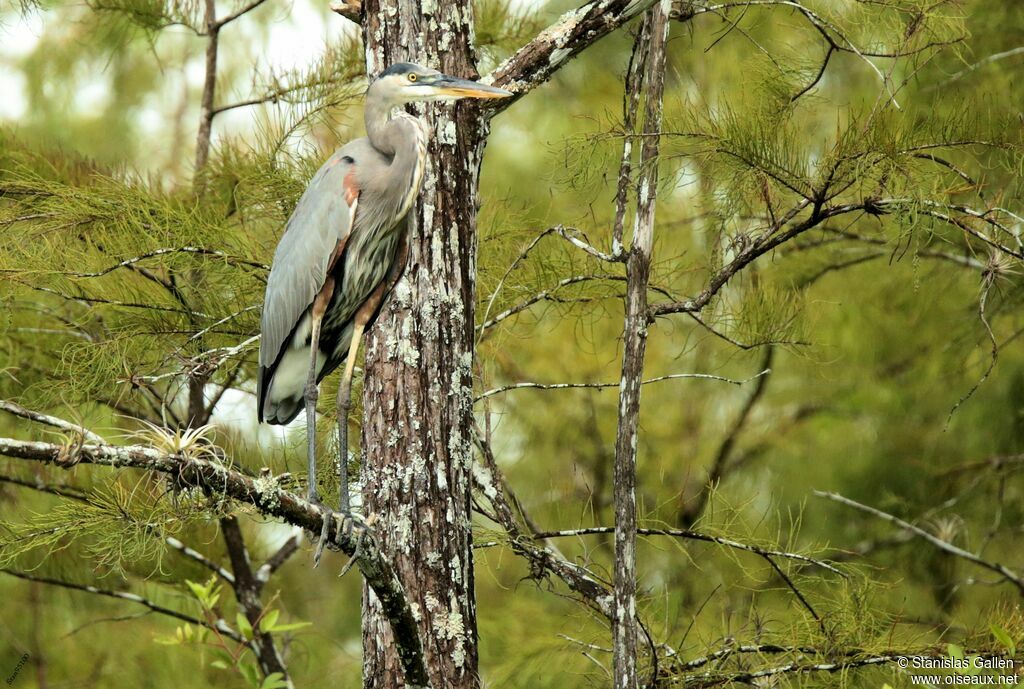 Great Blue Heronadult