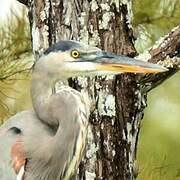 Great Blue Heron