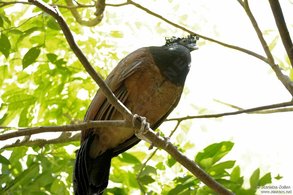 Great Curassow female adult