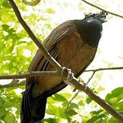 Great Curassow