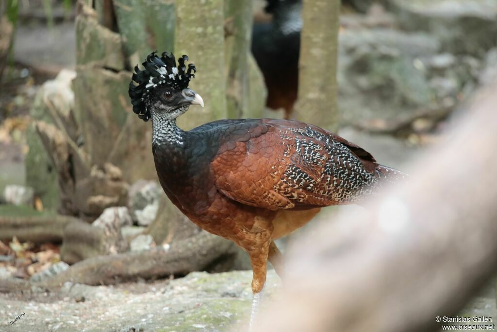 Great Curassow female adult, walking