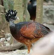 Great Curassow