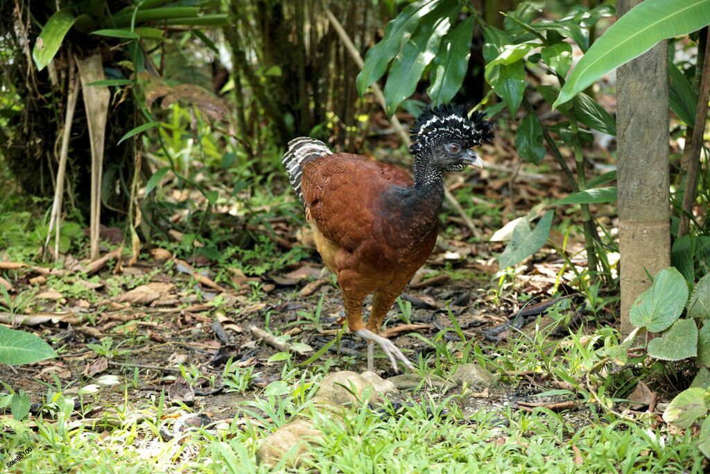 Great Curassow female adult