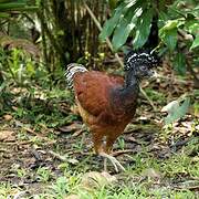 Great Curassow