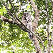 Great Potoo