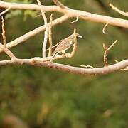 Greater Honeyguide