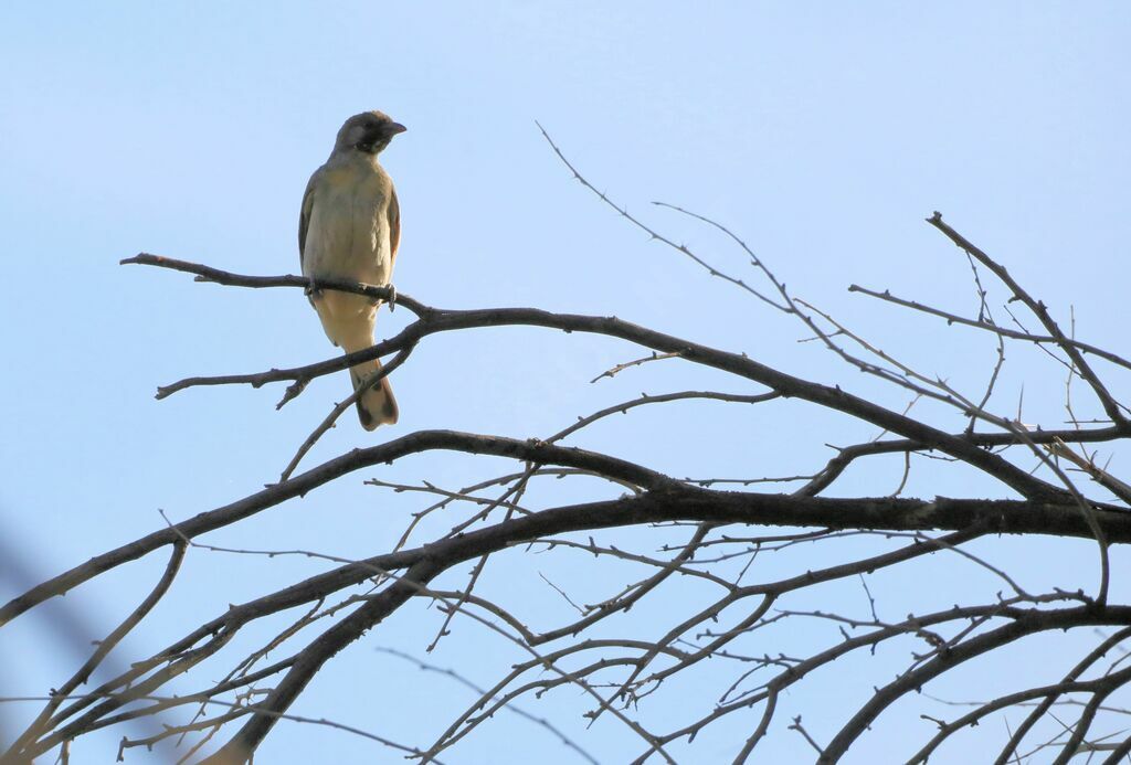 Greater Honeyguide