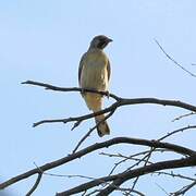 Greater Honeyguide