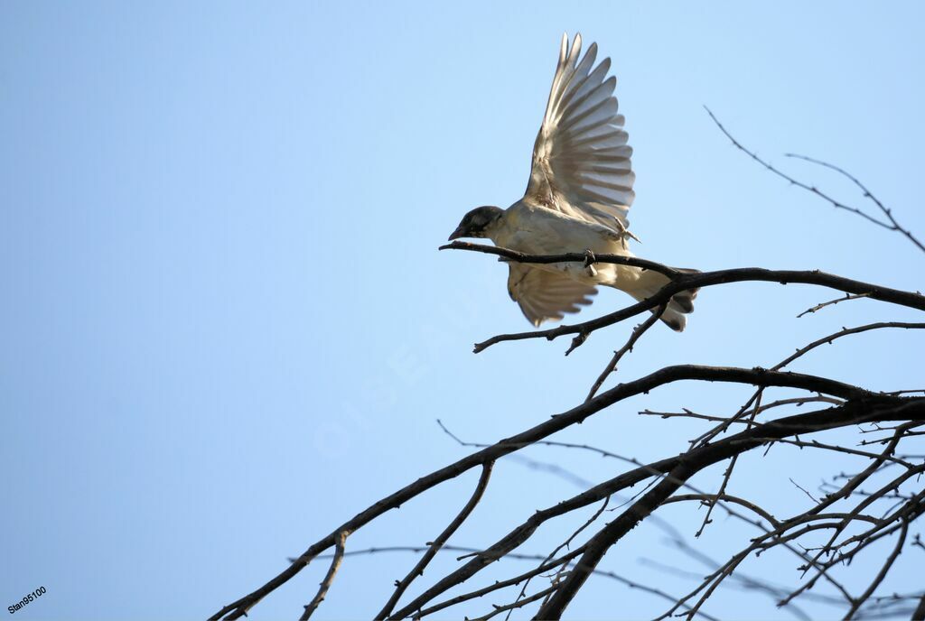 Greater Honeyguide