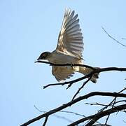 Greater Honeyguide