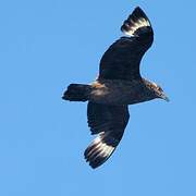 Great Skua