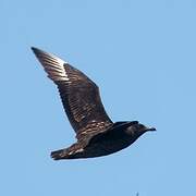 Great Skua