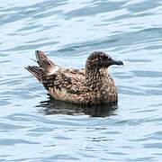 Great Skua