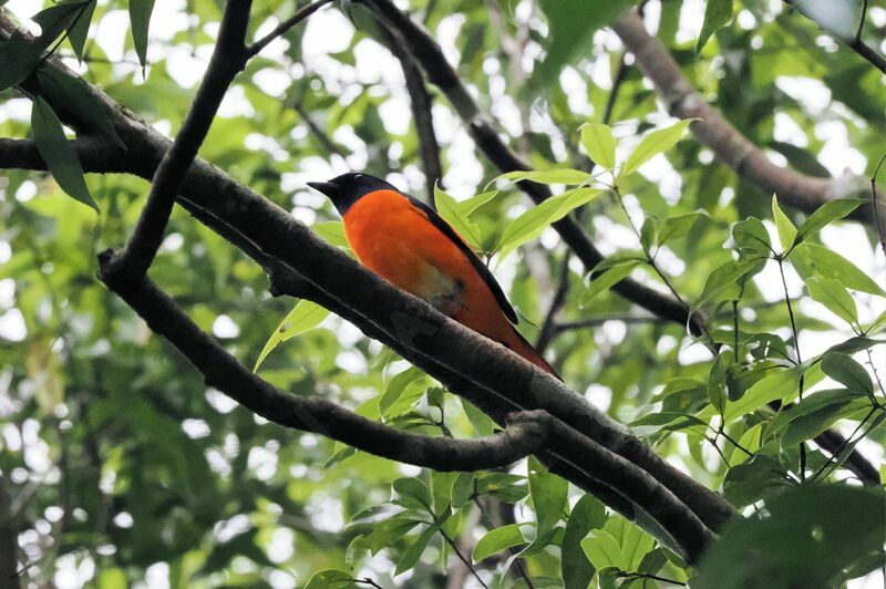Orange Minivet male adult