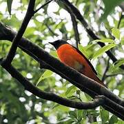 Orange Minivet