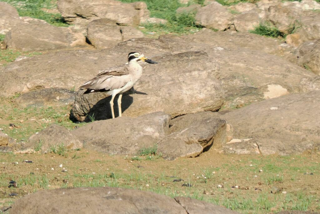 Great Stone-curlewadult