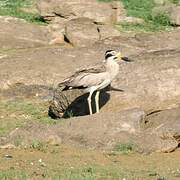 Great Stone-curlew