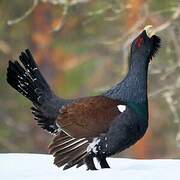 Western Capercaillie