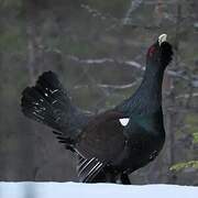 Western Capercaillie