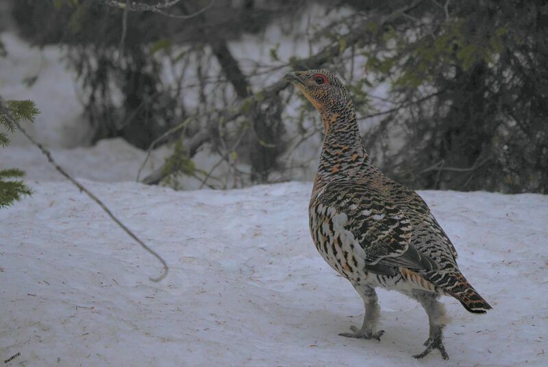 Western Capercaillie female adult, walking